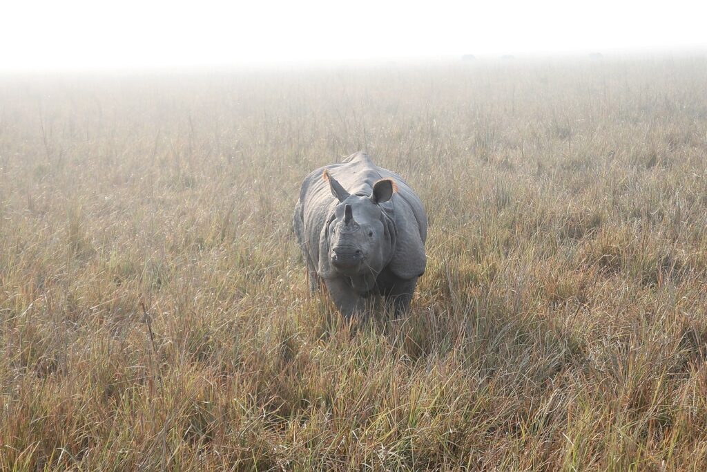 State symbols of assam -state animal one-horned rhinoceros
